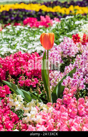 Pfirsich Tulpe von bunten Blumen umgeben Stockfoto