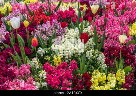 Tulpe von bunten Blumen umgeben Stockfoto