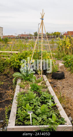 Gemeinschaftsgärten, Outremont, Montreal Stockfoto