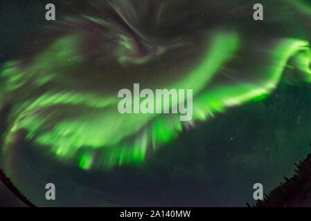 Auroraartige Vorhänge in Richtung der Zenith in Yellowknife, Kanada zusammen. Stockfoto