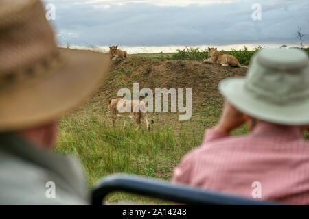 Touristen in einem Safari Fahrzeug anzeigen Lions. Phinda Game Reserve, Südafrika Stockfoto