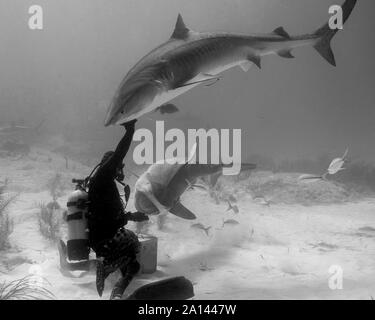 Scuba Diver Interaktion mit zwei Tiger, Haie, Tiger Beach, Bahamas. Stockfoto