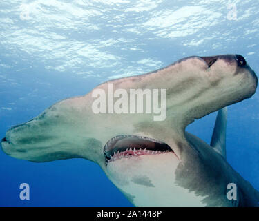 Große Hammerhai mit offenem Mund, Tiger Beach, Bahamas. Stockfoto