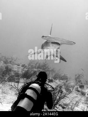 Große Hammerhai mit Diver, Tiger Beach, Bahamas. Stockfoto