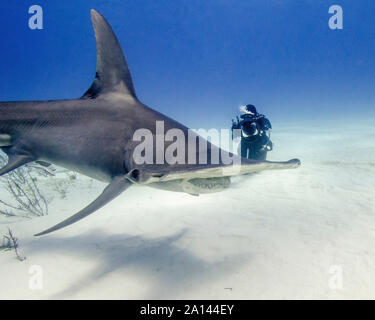 Große Hammerhai mit Fotograf, Tiger Beach, Bahamas. Stockfoto