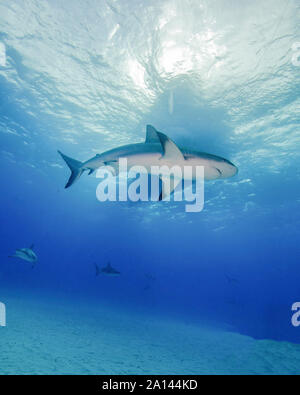Low Angle Blick auf ein Riff shark mit Sunburst und Boot Silhouette, Tiger Beach, Bahamas. Stockfoto