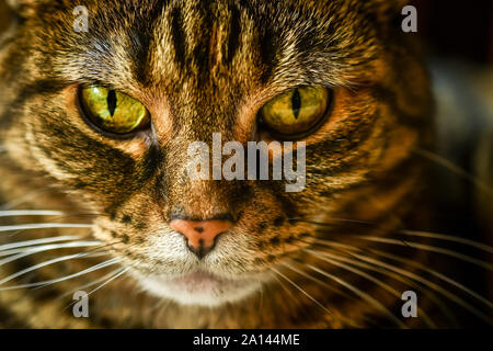 Makro einer tabby Hauskatze suchen grumpy Stockfoto