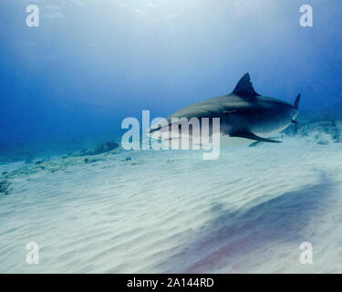 Tiger Shark schwimmen über Sand unter dem Sonnenlicht, Tiger Beach, Bahamas. Stockfoto