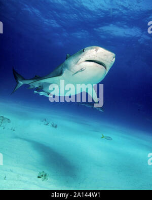 Low Angle Vorderansicht eines Tiger Shark, Tiger Beach, Bahamas. Stockfoto