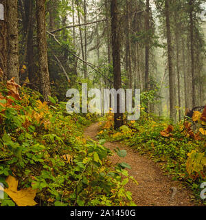 Der Cobb Lake Trail in Kootenay National Park in der Nähe von Radium Hot Springs, Britisch-Kolumbien, Kanada. Stockfoto