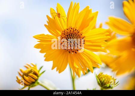 Nahaufnahme der gelbe Mexikanische Sonnenblume mit kleine Spinne krabbelte auf seine Blütenblätter. Stockfoto