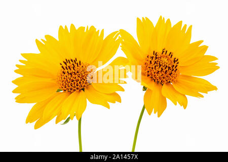 Gelbe mexikanische Sonnenblumen Nahaufnahme. Gelbe Blumen auf weißem Hintergrund. Stockfoto