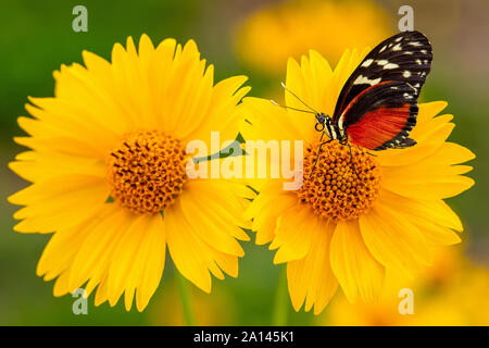 Nahaufnahme von gelben mexikanischen Sonnenblumen mit langflügeligem Schmetterling, der auf einem von ihnen steht. Farbenfroher Schmetterling auf gelbem Blumenhintergrund. Stockfoto