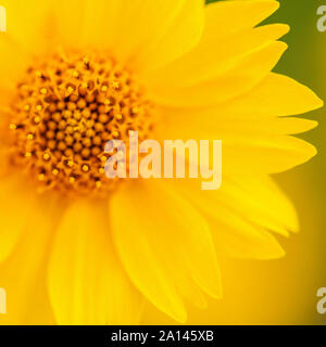 Closeup Schuß gelbe Mexikanische Sonnenblume mit Fokus auf staubgefäßen. Stockfoto