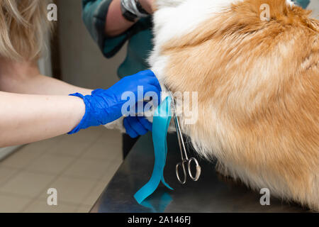 Professionelle Tierarzt Impfstoffe corgi Rasse Hund in der Tierklinik. Stockfoto