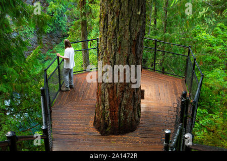 Fällt Sicht auf Toketee fällt weg, Umpqua National Forest, Rogue-Umpqua National Scenic Byway, Oregon Stockfoto