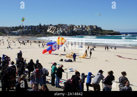 Superbear fliegen über Bondi Beach während tha Jährliches Festival der Winde Stockfoto