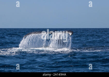 Ein Buckelwal wirft seinen mächtigen Schwanz, wie es taucht in das Karibische Meer. Stockfoto