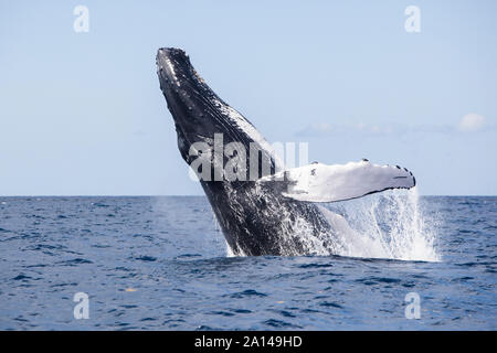 Ein buckelwal Verstöße aus dem blauen Wasser der Karibik. Stockfoto