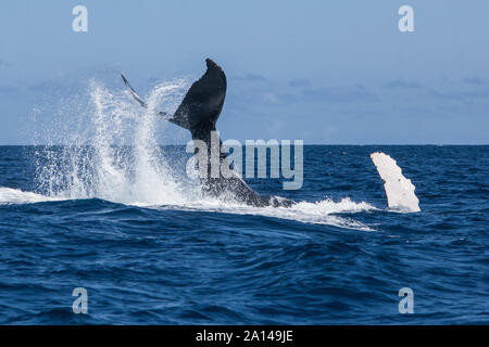 Ein Buckelwal wirft seinen mächtigen Schwanz, wie es taucht in das Karibische Meer. Stockfoto