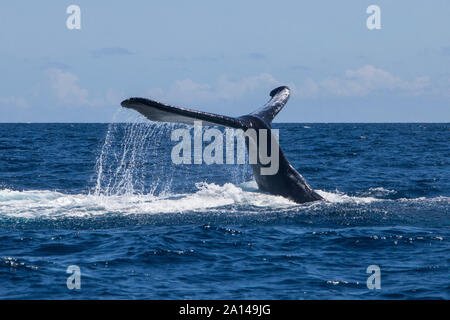 Ein Buckelwal wirft seinen mächtigen Schwanz, wie es taucht in das Karibische Meer. Stockfoto