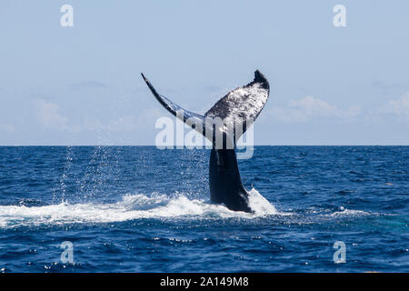 Ein Buckelwal wirft seinen mächtigen Schwanz, wie es taucht in das Karibische Meer. Stockfoto