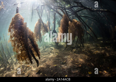 Sonnenlicht scheint auf Weichkorallen wachsen auf prop Wurzeln in einem Mangrovenwald. Stockfoto