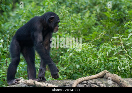 Ein junger Schimpanse (Pan troglodytes), der im Wald von Zoorasia in Yokohama, Kanagawa, spaziert. Stockfoto