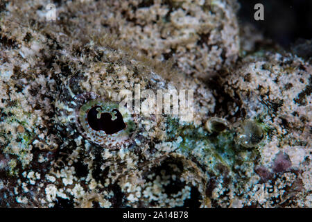 Ein devil scorpionfish wartet Beute aufzulauern. Stockfoto