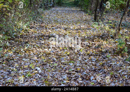Die Blätter sind gelb, auf dem Boden. Herbst Blätter fallen. Stockfoto