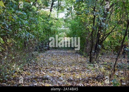 Die Blätter sind gelb, auf dem Boden. Herbst Blätter fallen. Stockfoto