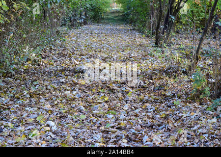 Die Blätter sind gelb, auf dem Boden. Herbst Blätter fallen. Stockfoto