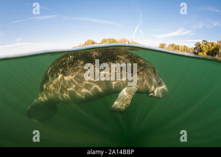 Ein Florida manatee steigt auf der Oberfläche von Crystal River, Florida. Stockfoto
