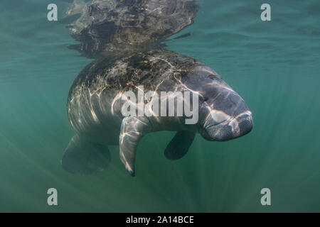 Ein Florida manatee steigt auf der Oberfläche von Crystal River, Florida. Stockfoto