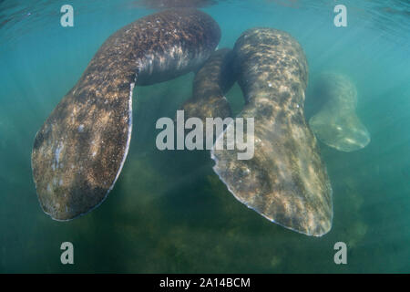 Florida manatees steigen an die Oberfläche von Crystal River, Florida. Stockfoto