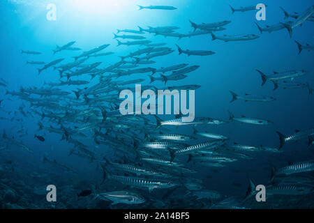 Eine Schule der blackfin Barracuda Schwimmen im blauen Wasser der Salomonen. Stockfoto