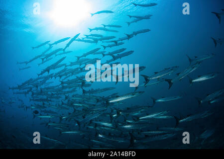 Eine Schule der blackfin Barracuda Schwimmen im blauen Wasser der Salomonen. Stockfoto