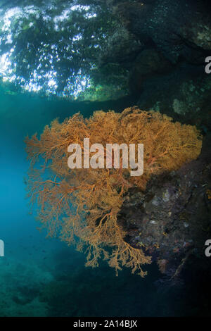 Gesunde Korallen auf einem Riff in Raja Ampat, Indonesien. Stockfoto
