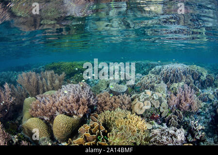 Gesunde Korallen und andere Wirbellose gedeihen auf ein Riff in Raja Ampat, Indonesien. Stockfoto