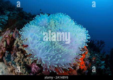 Ein gebleichtes herrliche Seeanemone auf ein Riff vor der Küste von Sulawesi in Indonesien. Stockfoto