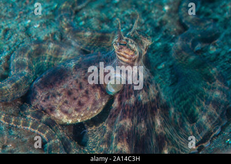 Ein Mimic Octopus über den schwarzen Sand vom Meeresboden kriecht. Stockfoto