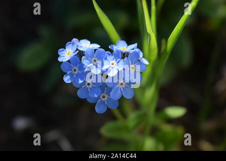 Heart-shaped Myosotis alpestris oder alpinen Forget-me-not, Blume von Alaska Stockfoto