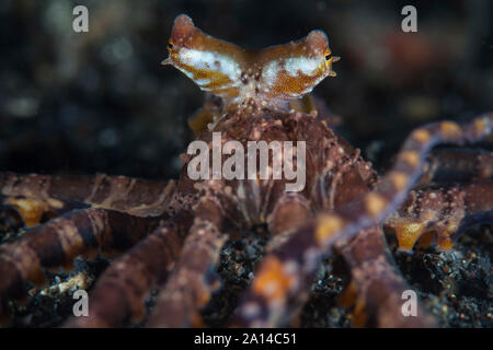 Ein wonderpus Octopus kriecht auf schwarzem Sand. Stockfoto