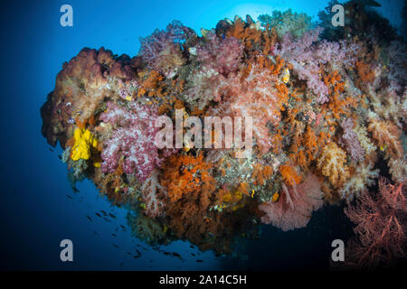 Lebendige Weichkorallen, Dendronephthya sp., gedeihen in Raja Ampat, Indonesien. Stockfoto