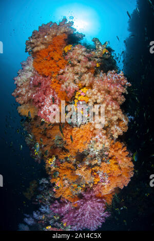 Lebendige Weichkorallen, Dendronephthya sp., gedeihen in Raja Ampat, Indonesien. Stockfoto