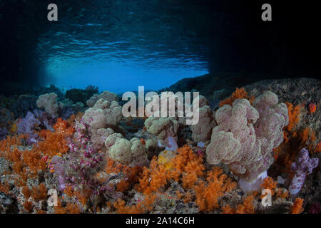 Lebendige Weichkorallen, Dendronephthya sp., gedeihen in Raja Ampat, Indonesien. Stockfoto