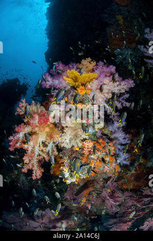 Lebendige Weichkorallen, Dendronephthya sp., gedeihen in Raja Ampat, Indonesien. Stockfoto