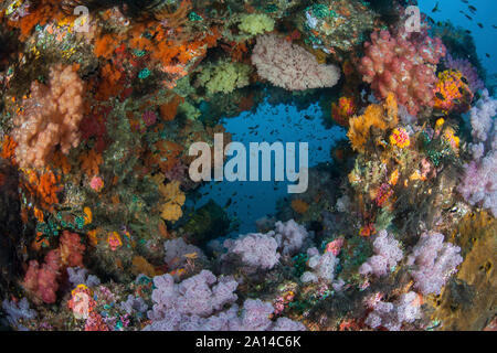 Lebendige Weichkorallen, Dendronephthya sp., gedeihen in Raja Ampat, Indonesien. Stockfoto