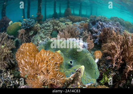Eine massive Riesenmuschel, Tridacna gigas, wächst Ona flachen Korallenriff in Raja Ampat, Indonesien. Stockfoto