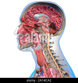 Querschnitt der Anatomie des Menschen Kopf auf weißem Hintergrund. Stockfoto